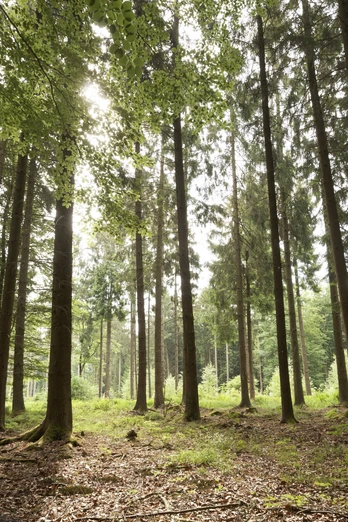 Buchenwald Barntruper Stadtwald CC BY-SA - LTM.jpg