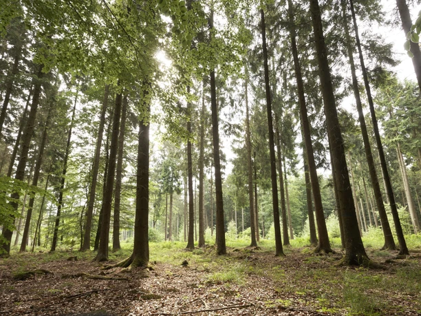 Buchenwald Barntruper Stadtwald CC BY-SA - LTM.jpg