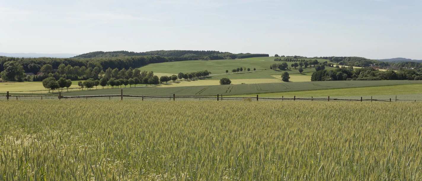 Landschaft am Kleeberg 2 CC BY-SA - LTM.jpg