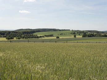 Landschaft am Kleeberg 2 CC BY-SA - LTM.jpg