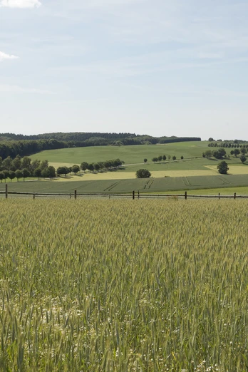 Landschaft am Kleeberg 2 CC BY-SA - LTM.jpg