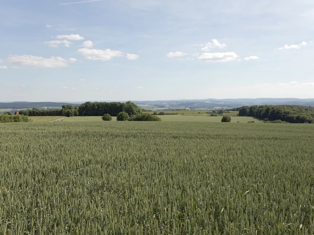 Landschaft am Kleeberg 4 CC BY-SA - LTM.jpg