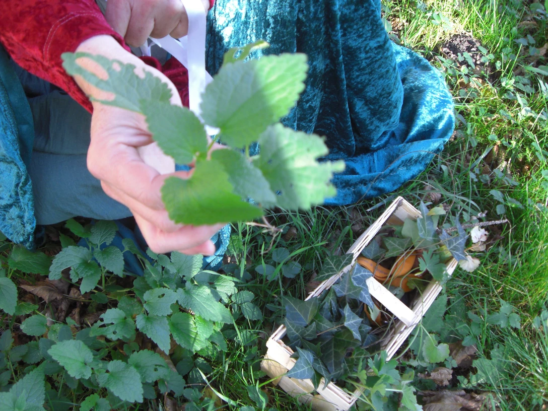 Kräuterspaziergang Kone Kräuter -Stadt Rehburg-Loccum.JPG