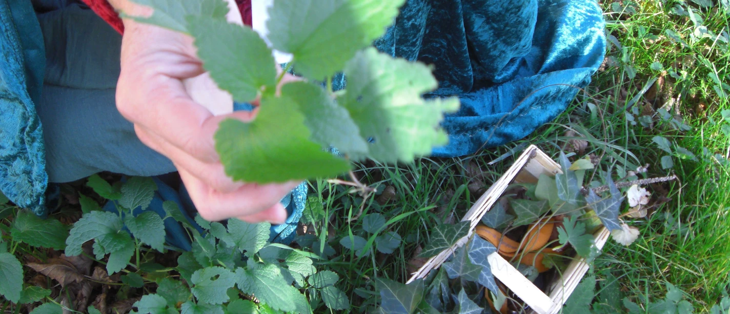 Kräuterspaziergang Kone Kräuter -Stadt Rehburg-Loccum.JPG