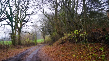 Hollingstedter Gehölz Weg_HollingstedterGehölz