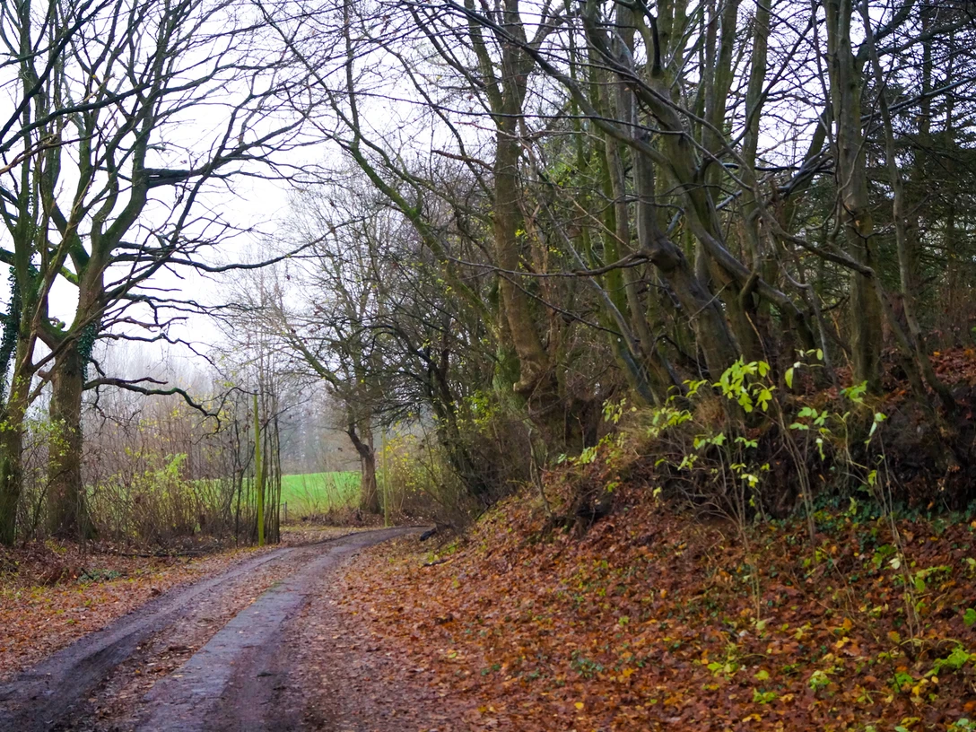 Hollingstedter Gehölz Weg_HollingstedterGehölz