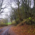Hollingstedter Gehölz Weg_HollingstedterGehölz