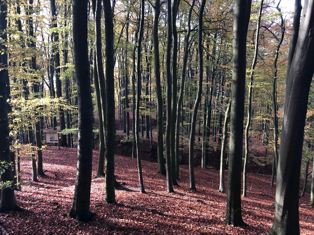 Wallanlage Alt-Sternberg CC BY-SA - LTM.JPG