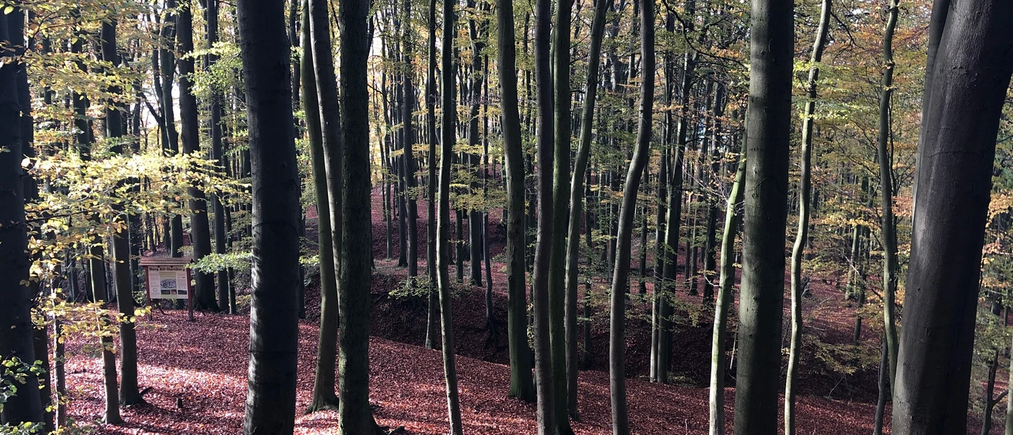 Wallanlage Alt-Sternberg CC BY-SA - LTM.JPG