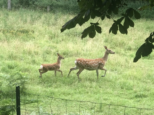 Sikawild CC BY-SA - LTM.jpg