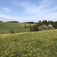 Wiehlquellen-Wanderweg Grüne Wiesen mit gelben Blumen, im Hintergrund Wälder und ein blauer Himmel in Reichshof.