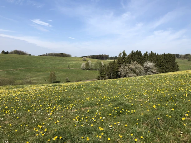 Wiehlquellen-Wanderweg Grüne Wiesen mit gelben Blumen, im Hintergrund Wälder und ein blauer Himmel in Reichshof.