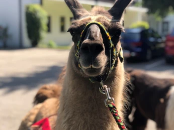 Lama Lama mit bunter Halfter-Zäumung steht im Sonnenschein vor einem modernen weiß-gelben Gebäude.