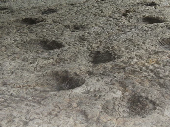 Dinospuren Dinosaurierfährten in einem steinigen Untergrund, zeigen große, vertiefte Spuren von Reptilienfüßen.