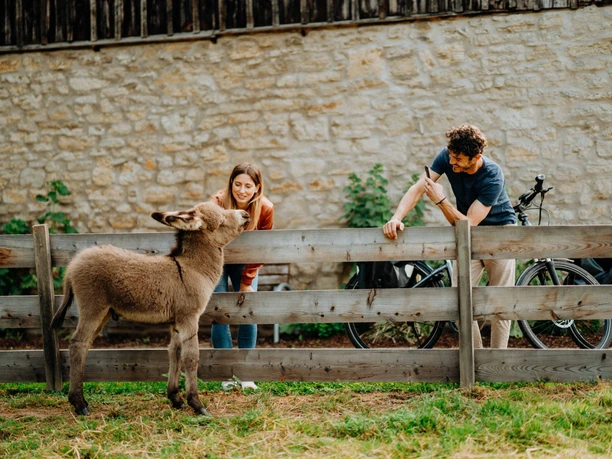 Teutoburger Wald-Brakel-Schloss Rheder ┬® Teutoburger Wald Tourismus (1).jpg Ein junges Eselfohlen begrüßt freundlich zwei Erwachsene, die sich über einen Holzzaun lehnen.