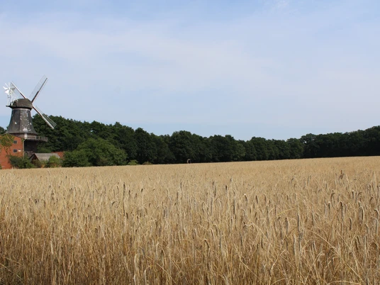 Windmühle Hoyerhagen Windmühle Hoyerhagen mit strahlend weißen Flügeln steht am Rand eines weitläufigen Getreidefeldes.