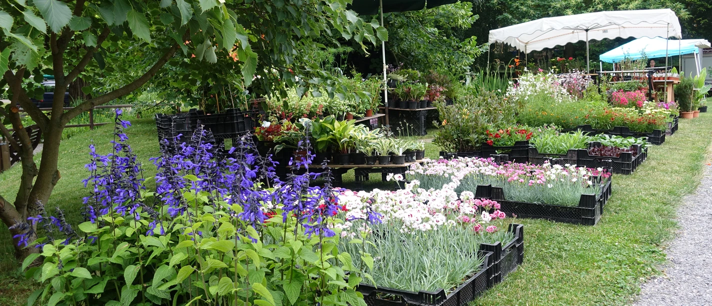 2022_06_12.JPG Stand eines Ausstellers mit Pflanzenangebot