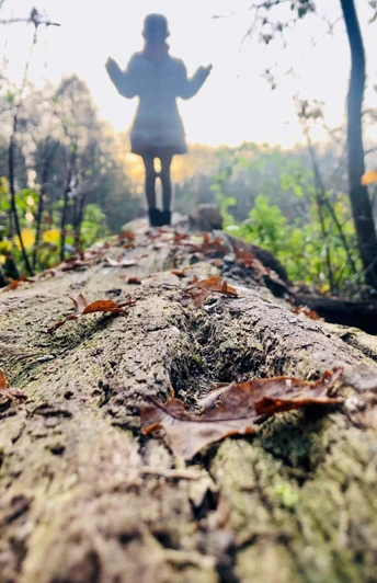 Erlebnispfad Holter Wald in Schloß Holte-Stukenbrock Erlebnispfad Holter Wald in Schloß Holte-Stukenbrock