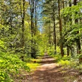 Weg im Holter Wald in Schloß Holte-Stukenbrock