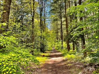 Weg im Holter Wald in Schloß Holte-Stukenbrock