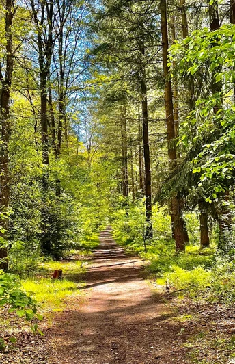 Weg im Holter Wald in Schloß Holte-Stukenbrock