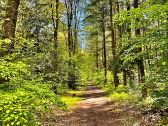 Weg im Holter Wald in Schloß Holte-Stukenbrock Weg im Holter Wald in Schloß Holte-Stukenbrock