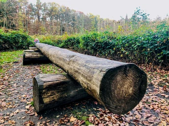 Baumtelefon am Erlebnispfad Holter Wald in Schloß Holte-Stukenbrock