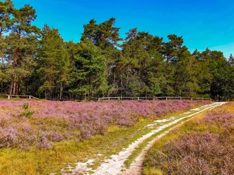 Heideblüte am Ems-Erlebnisweg in Schloß Holte-Stukenbrock