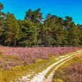 Heideblüte am Ems-Erlebnisweg in Schloß Holte-Stukenbrock