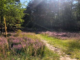 Heideblüte am Ems-Erlebnisweg in Schloß Holte-Stukenbrock