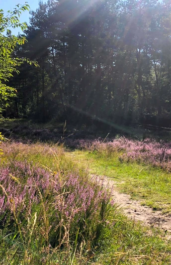 Heideblüte am Ems-Erlebnisweg in Schloß Holte-Stukenbrock