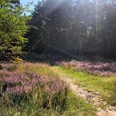 Heideblüte am Ems-Erlebnisweg in Schloß Holte-Stukenbrock Heideblüte am Ems-Erlebnisweg in Schloß Holte-Stukenbrock