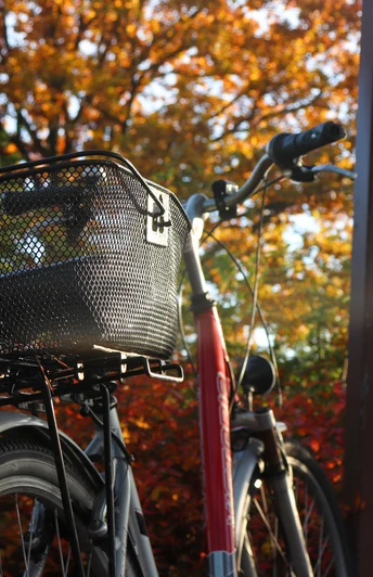 Fahrrad in Schloß Holte-Stukenbrock