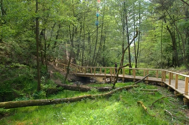 Holzsteg windet sich durch dichten, grünen Wald mit moosigen Baumstämmen und sanftem Lichtspiel.