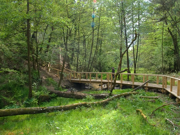 Emsquellen Hövelhof - Katrin Heimsath.jpg Holzsteg windet sich durch dichten, grünen Wald mit moosigen Baumstämmen und sanftem Lichtspiel.