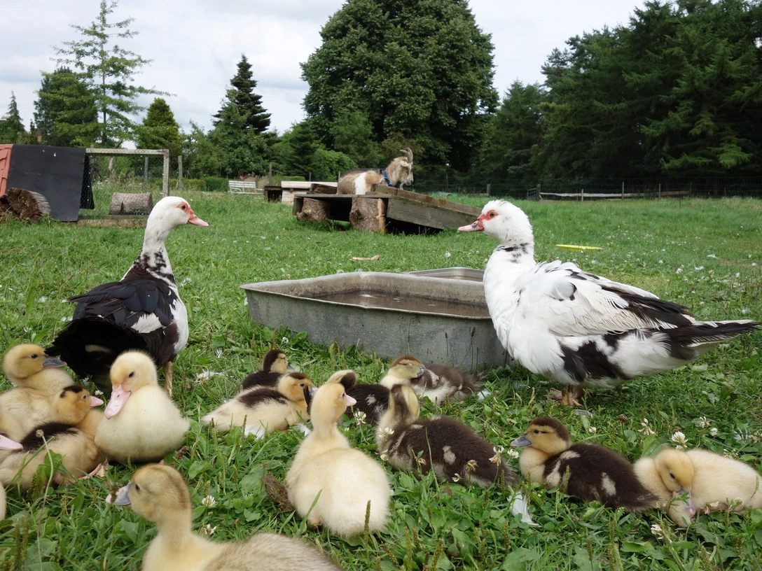 Prinsenhof in Rhauderfehn, Ostfriesland Zwei erwachsene Enten mit mehreren gelben und braunen Küken auf einer grünen Wiese neben einem Wasserbehälter.
