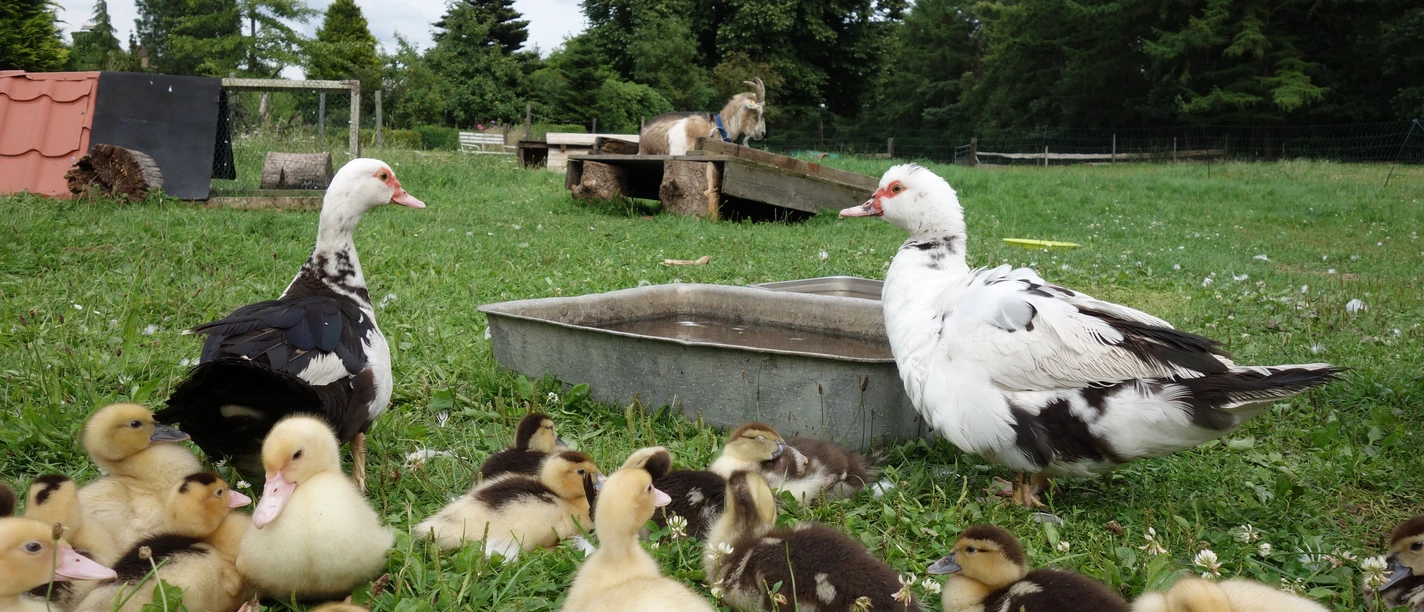 Prinsenhof in Rhauderfehn, Ostfriesland Zwei erwachsene Enten mit mehreren gelben und braunen Küken auf einer grünen Wiese neben einem Wasserbehälter.