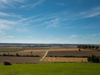 Sintfeld bei Haaren Weites Feld im Sintfeld bei Haaren, unter blauem Himmel mit leichten Wolken, von Bäumen gesäumter Horizont.