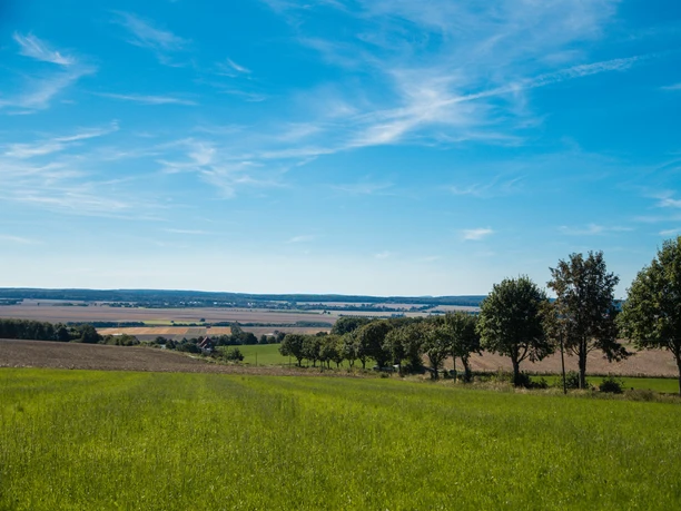 Sintfeld bei Helmern Weite grüne Wiesen, gesäumt von Bäumen, erstrecken sich unter einem klaren blauen Himmel.