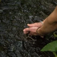 Hände im Fluss Zwei Hände berühren sanft das klare Wasser eines Flusses, umgeben von üppigem Grün.
