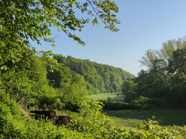 Mental auf dem Puttenholz Pfad Ein Wanderpfad schlängelt sich durch üppig grüne Landschaft, flankiert von Bäumen und Wiesen.