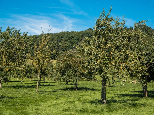 Obstwiese in Elisenhof Grüne Obstwiese mit einzelnen Apfelbäumen unter strahlend blauem Himmel, umgeben von üppigen Wäldern.