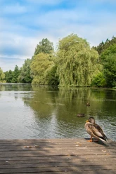 Ente am Paddelteich Eine Ente steht auf einem Holzsteg am ruhigen Teich mit Bäumen und Enten im Hintergrund.