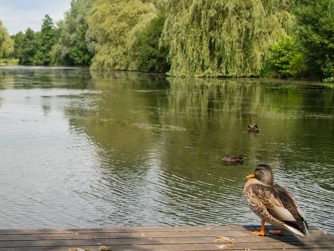 Ente am Paddelteich Eine Ente steht auf einem Holzsteg am ruhigen Teich mit Bäumen und Enten im Hintergrund.
