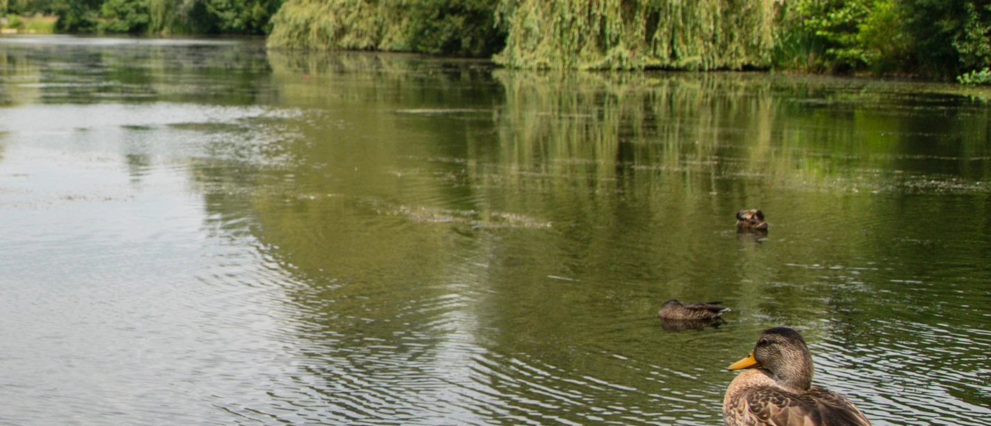 Ente am Paddelteich Eine Ente steht auf einem Holzsteg am ruhigen Teich mit Bäumen und Enten im Hintergrund.