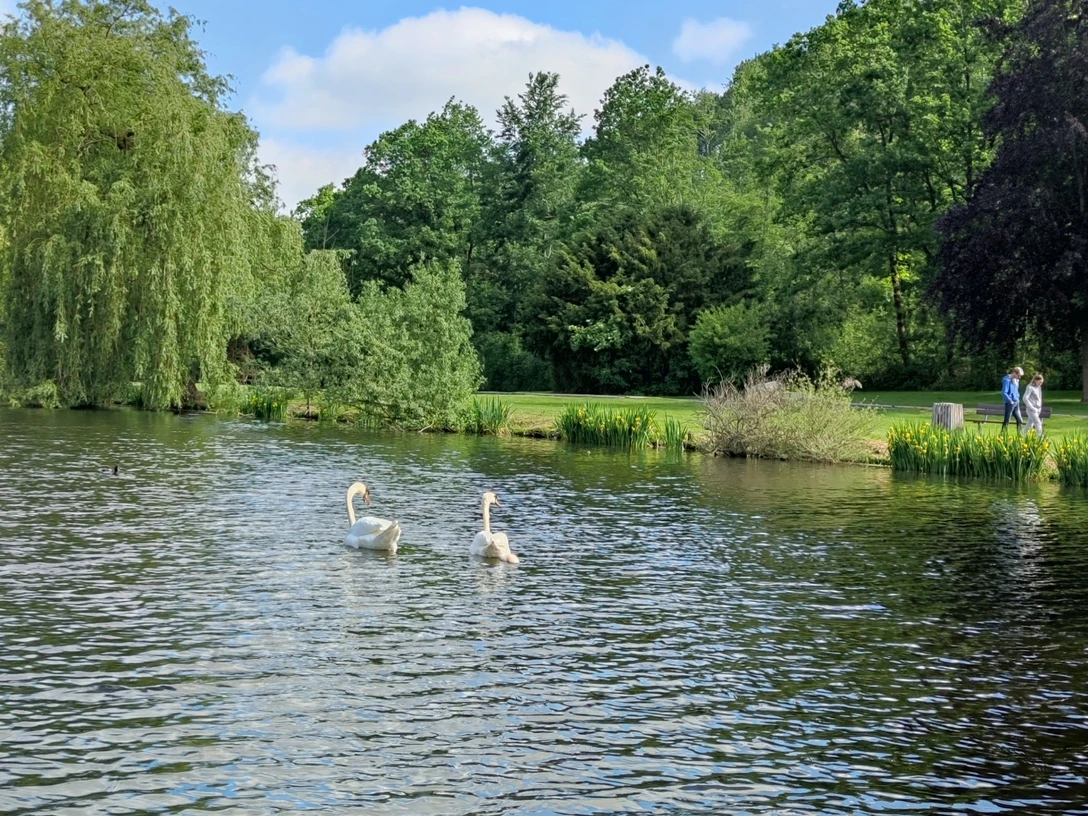 Paddelteich Bad Wünnenberg Zwei Schwäne schwimmen auf einem ruhigen Teich, umgeben von grünen Bäumen und einem blauen Himmel.