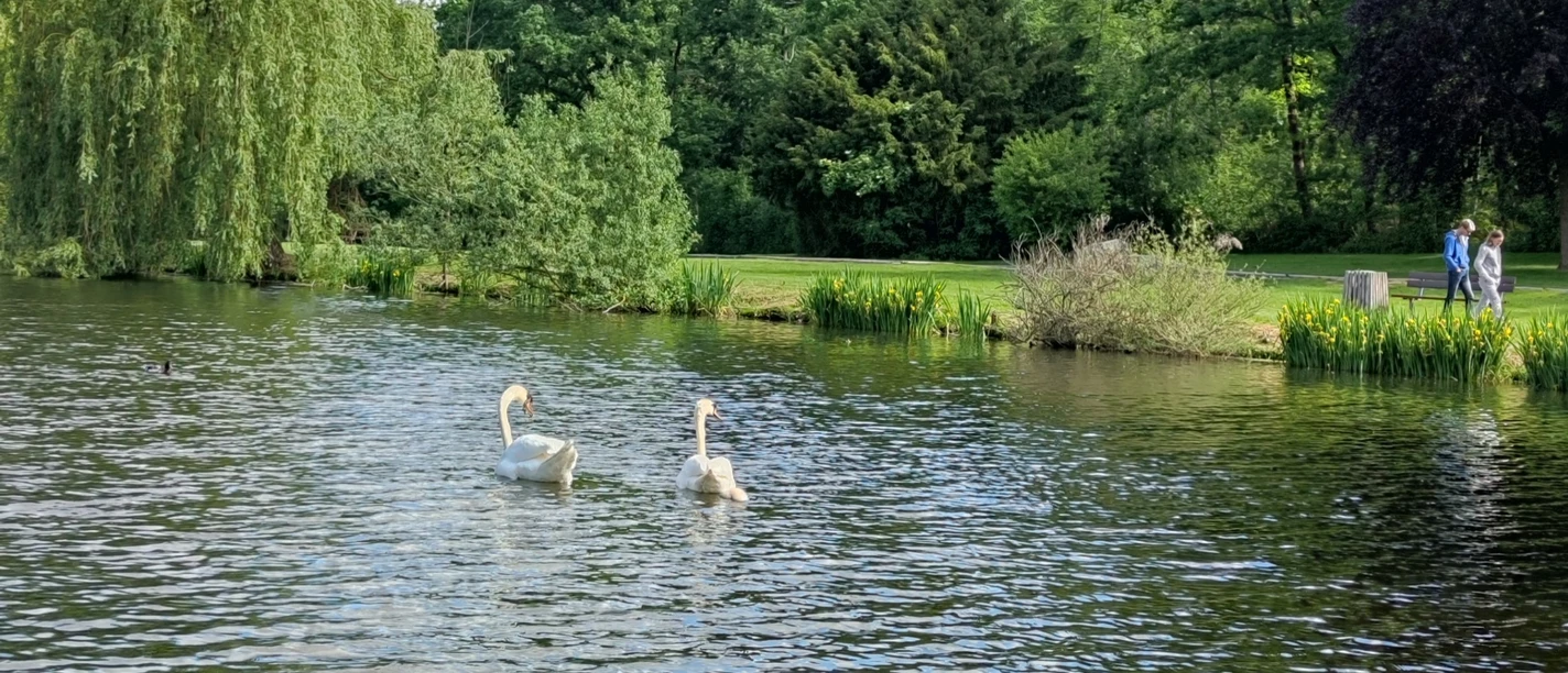 Paddelteich Bad Wünnenberg Zwei Schwäne schwimmen auf einem ruhigen Teich, umgeben von grünen Bäumen und einem blauen Himmel.