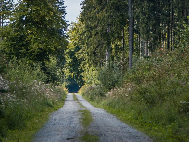 Bad-Wuennenberg_Waldweg-Haaren_CC-BY-SA_Bad-Wuennenberg-Touristik-GmbH_Lea-Franke.jpg Wandern in Haaren