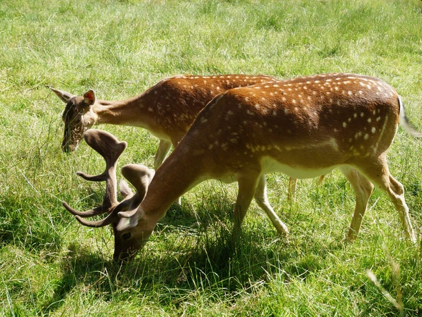 Damwild in Bad Wünnenberg Zwei Damhirsche mit dichten Geweihen weiden friedlich auf einer grünen Wiese in Bad Wünnenberg.