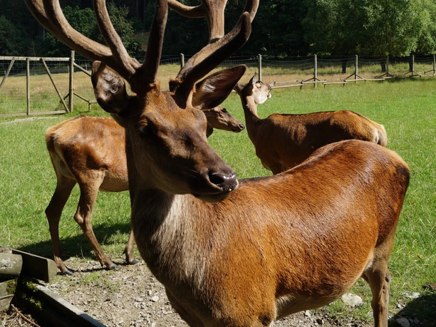 Hirsch im Wildtiergehege Bad Wünnenberg Mehrere Hirsche mit beeindruckenden Geweihen im Wildtiergehege vor bewaldeter Kulisse.